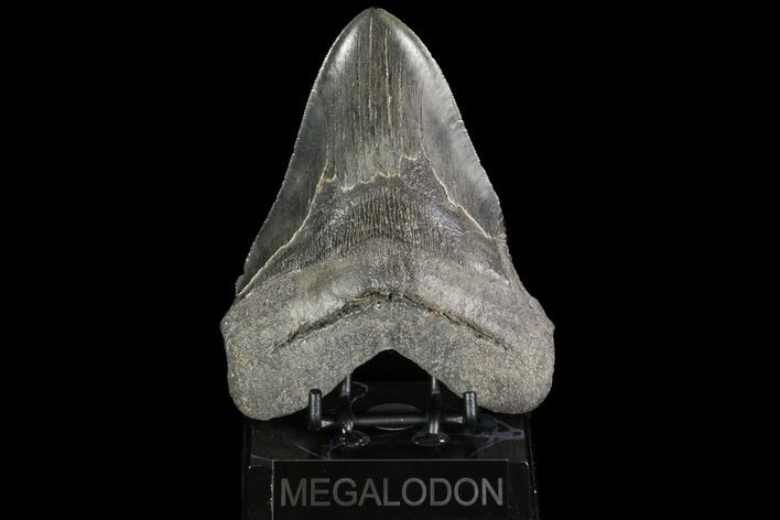 Serrated, Fossil Megalodon Tooth - Georgia #76470